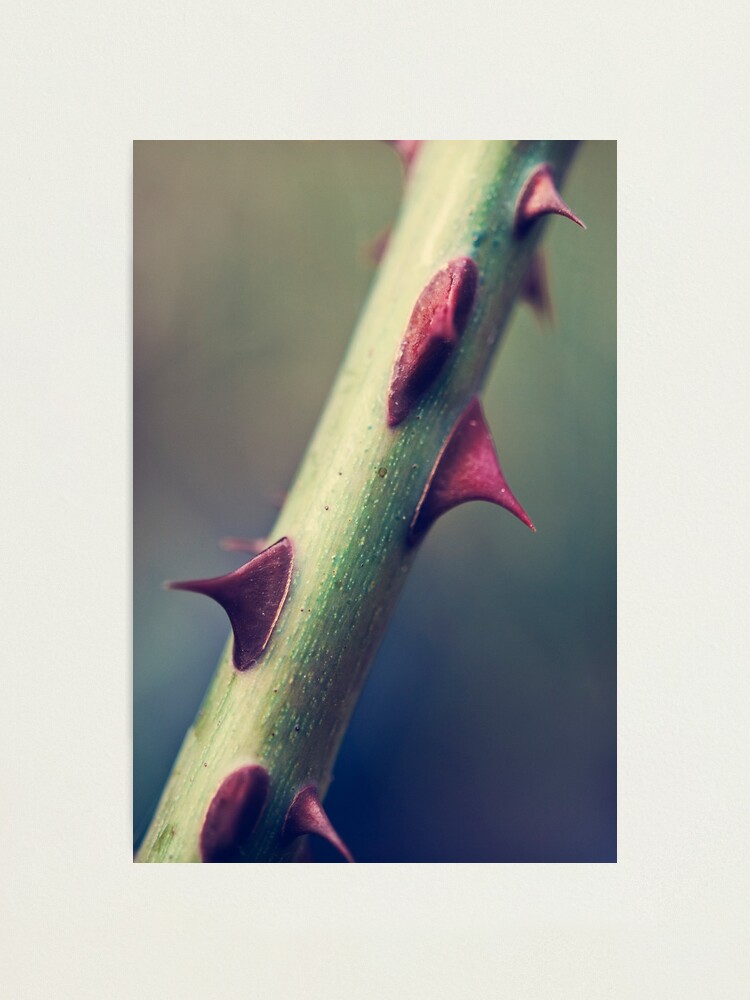 Alternate view of Day 77 - 25th September 2011 Photographic Print