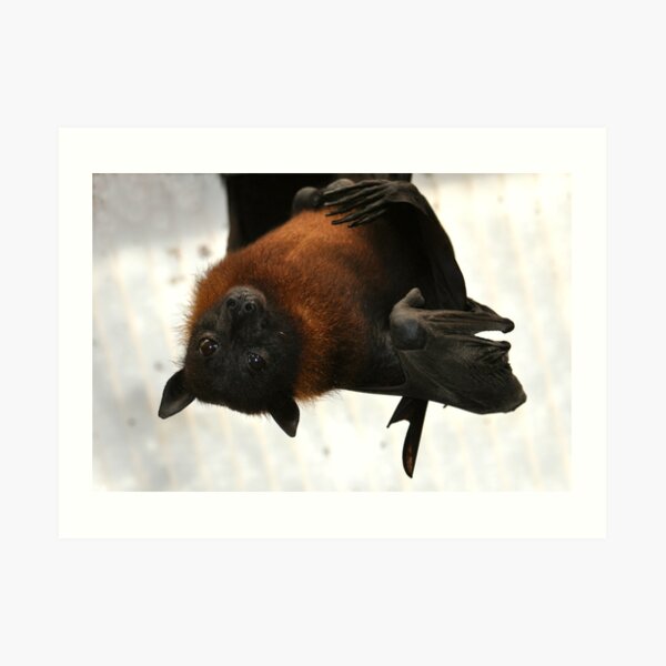 Here's Looking at You Kid Art Print