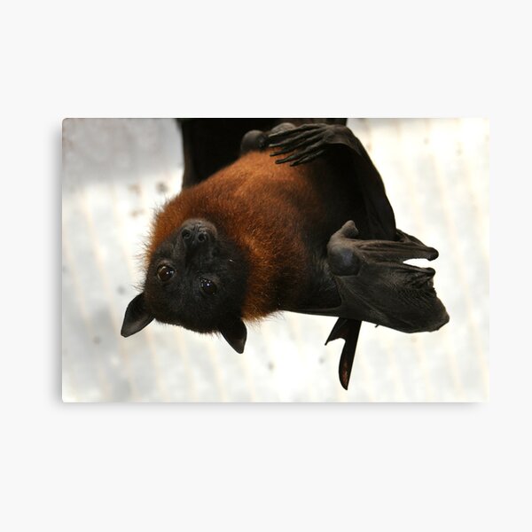 Here's Looking at You Kid Canvas Print