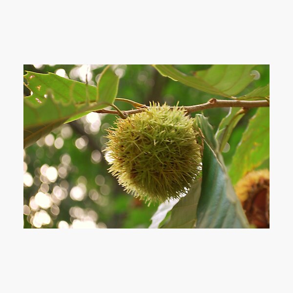 Item preview, Chestnuts before the fire designed and sold by Tracey Hampton.