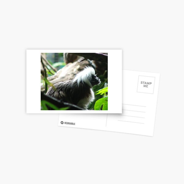 Tamarin monkey Postcard
