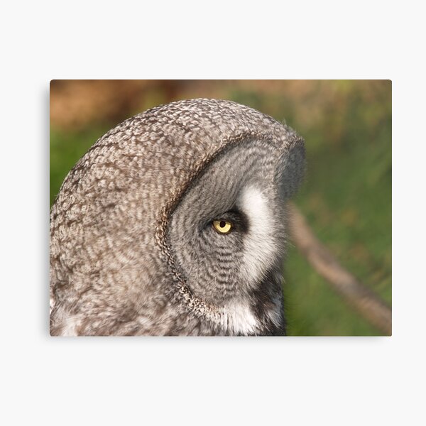 Great grey owl Metal Print