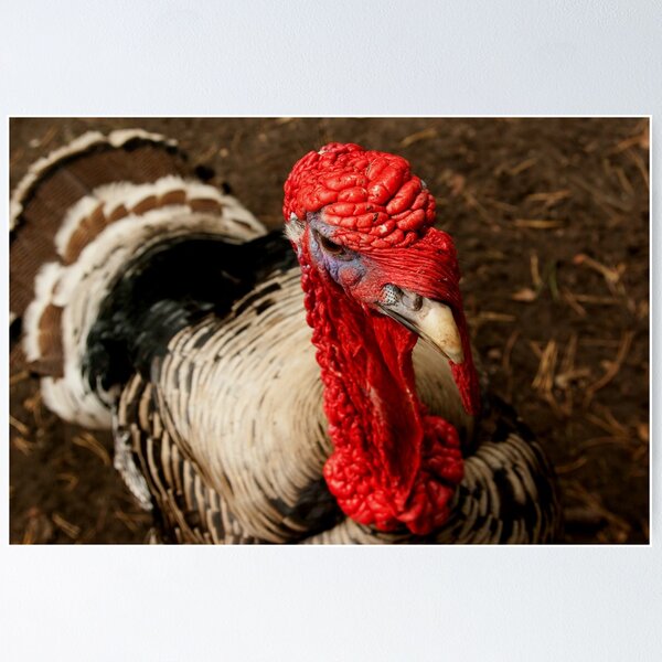 Item preview, Bushranger  designed and sold by steppeland.