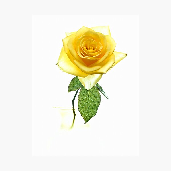 Fantasy Rose Photographic Print
