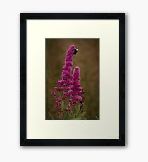 Bumble Bee Framed Print
