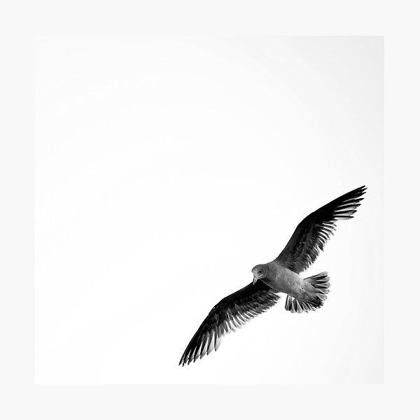 the joy of flight Photographic Print