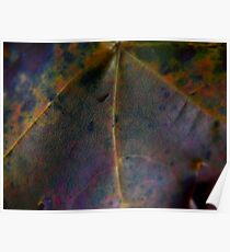 Rainbow Leaf (8033) Poster