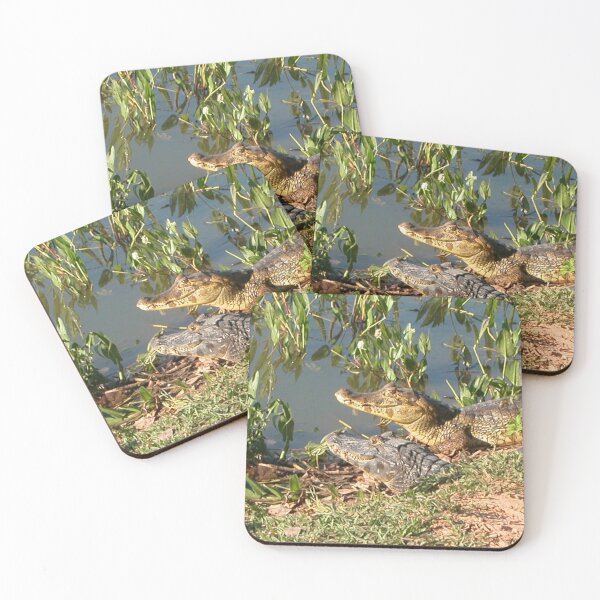 Item preview, Brazilian Caimans Alligators Crocodiles Swamp Wildlife, Pantanal, Brazil designed and sold by worldways.