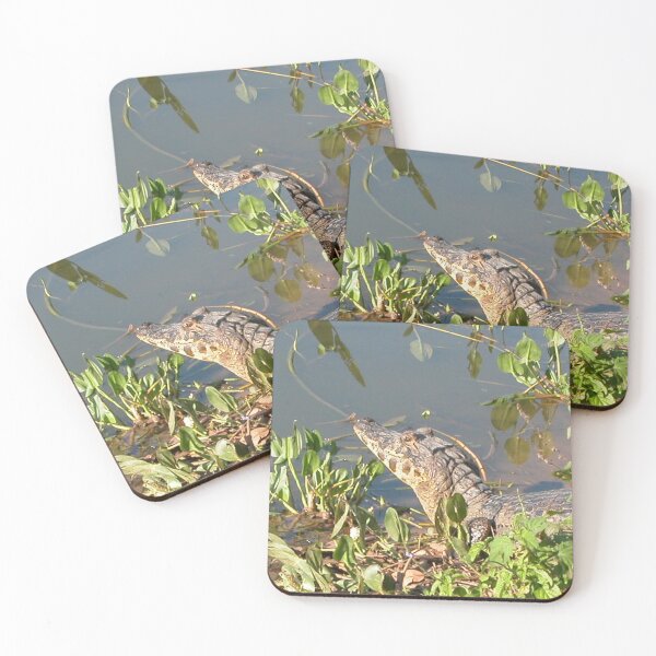Item preview, Brazilian Caiman Alligator Swamp Wildlife, Pantanal, Brazil designed and sold by worldways.