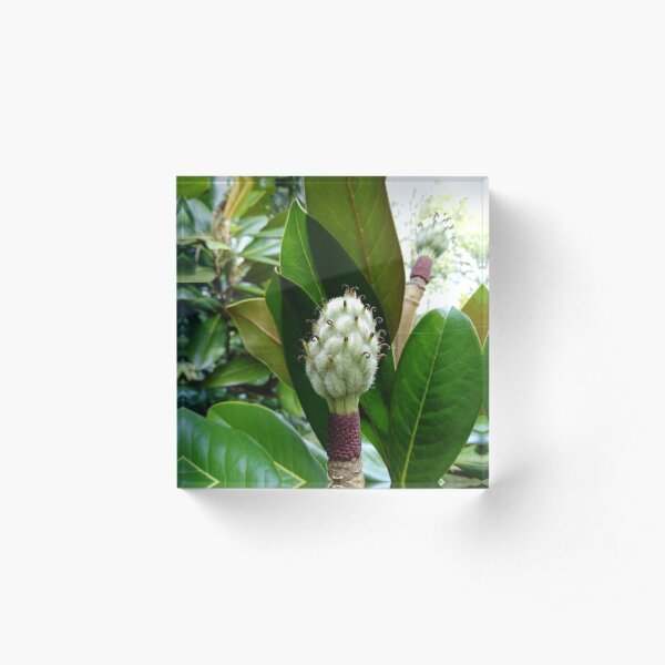 Frangipani Acrylic Block