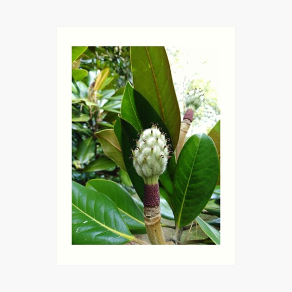 Frangipani Art Print