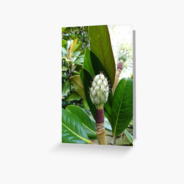 Frangipani Greeting Card