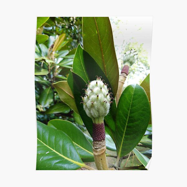 Frangipani Poster