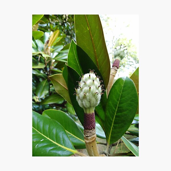 Frangipani Photographic Print