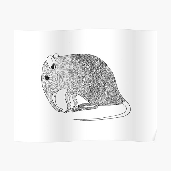 Elephant Shrew (ink illustrations of weird animals that are real) Poster