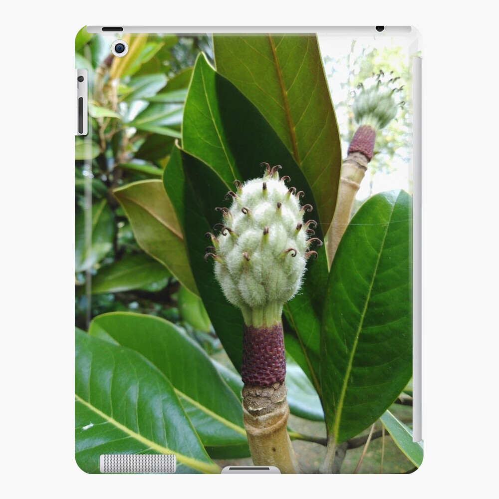 Frangipani iPad Case & Skin