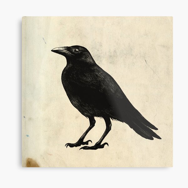 Crow Metal Print