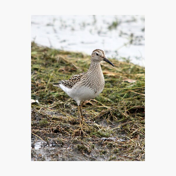 Item preview, Pectoral Sandpiper designed and sold by webbo.