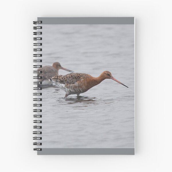 Item preview, Black-tailed Godwit designed and sold by Dan Newton.