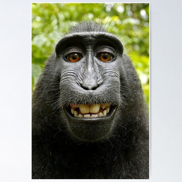 Item preview, Macaque Black Selfie Self Portrait designed and sold by Irina Polyanskaya.