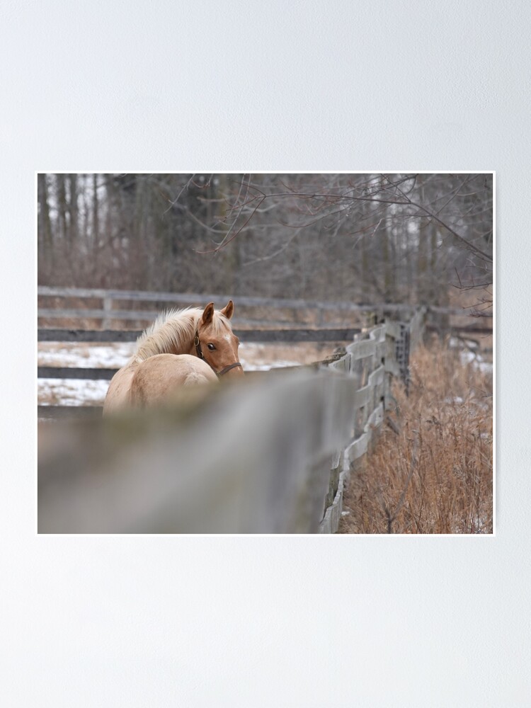 Palomino Thoroughbred Colt Poster By Theartsyeq Redbubble
