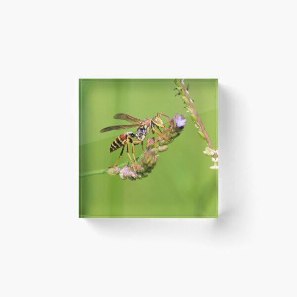 Item preview, Male Paper Wasp designed and sold by What I See by Dawne.