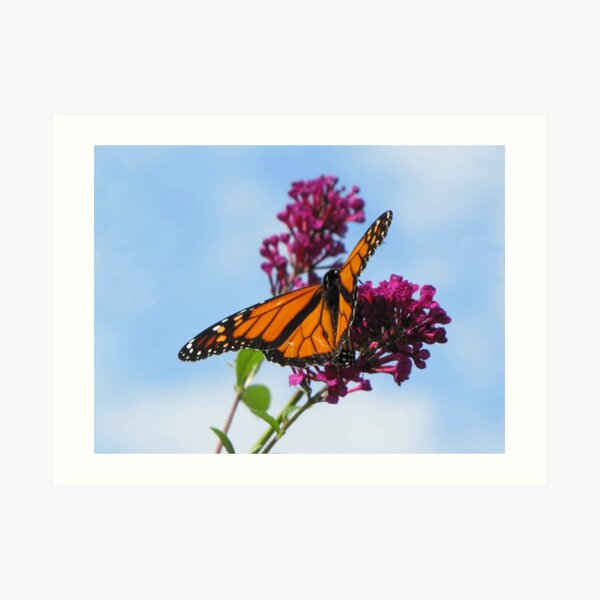 Monarch Art Print