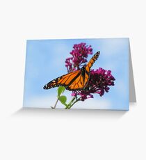 Monarch Greeting Card