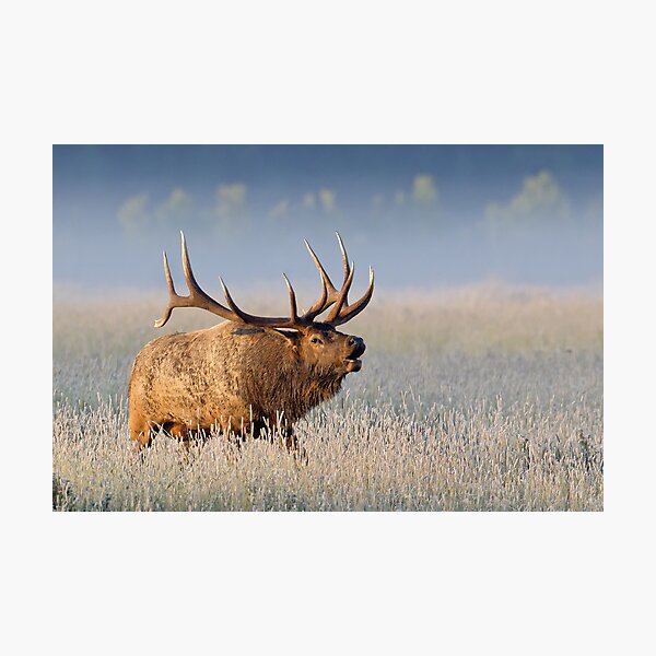 Item preview, Elk in Fog 1 designed and sold by kurtbowmanphoto.