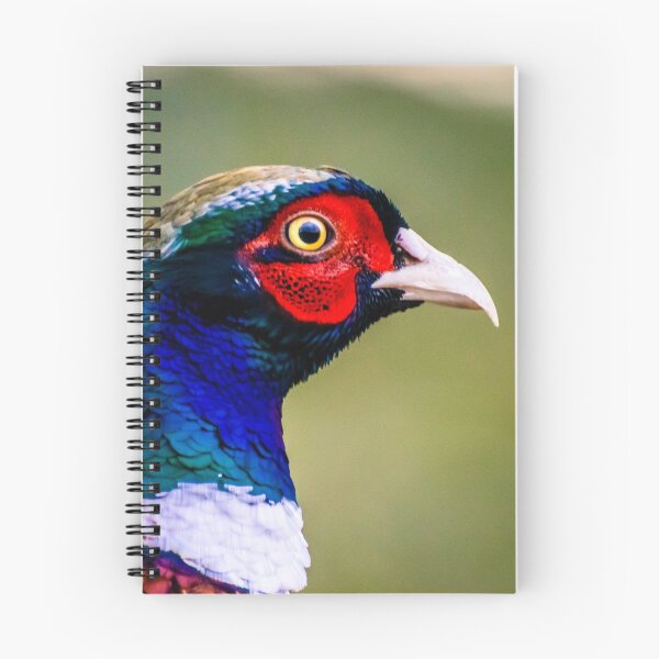 Item preview, Ringneck common pheasant designed and sold by Jelena Slijepcevic.