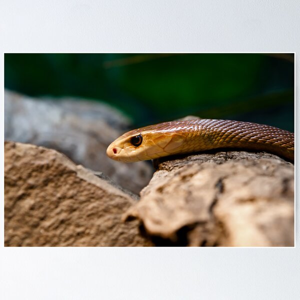 Item preview, Coastal Taipan - Oxyuranus scutellatus designed and sold by Jason Asher.