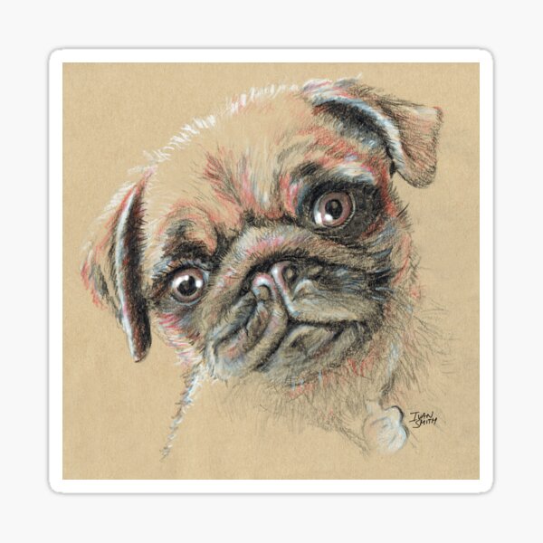 Bella the Pug Sticker
