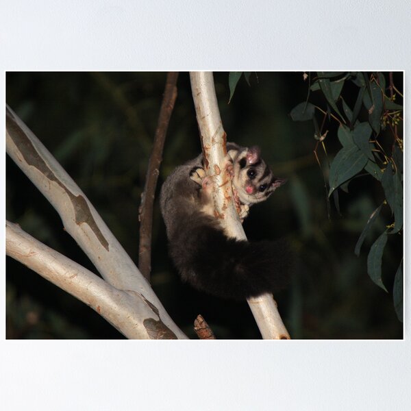 Item preview, Squirrel Glider ~ Petaurus norfolcensis designed and sold by ChrisCoombes.