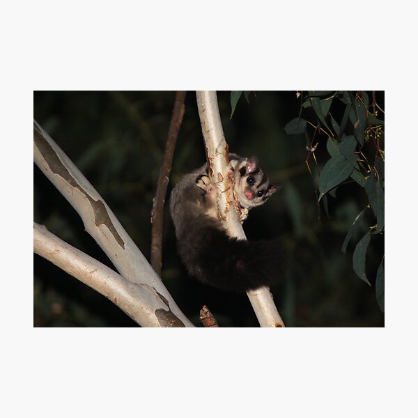 Item preview, Squirrel Glider ~ Petaurus norfolcensis designed and sold by ChrisCoombes.