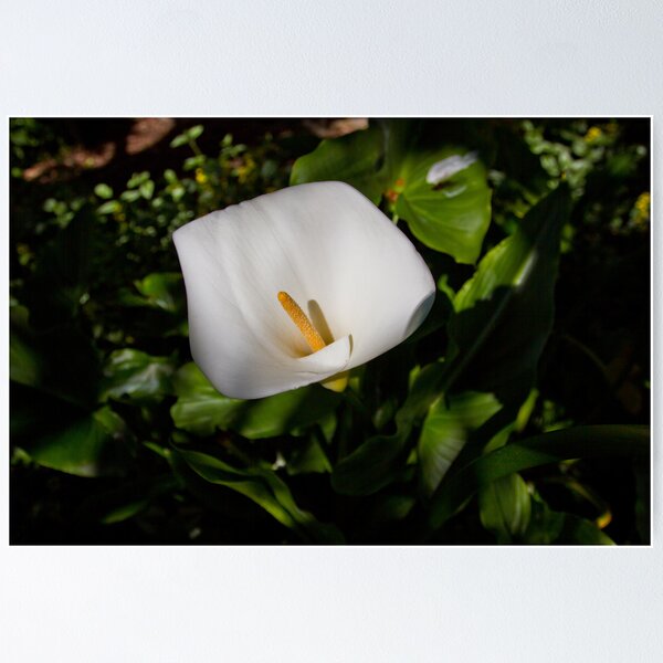 Item preview, Albury Botanical Gardens 2 designed and sold by Troy Barrett.