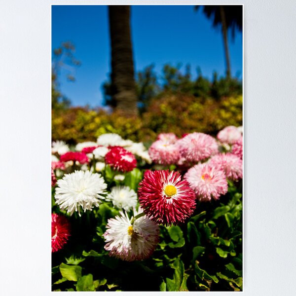 Item preview, Albury Botanical Gardens 3 designed and sold by Troy Barrett.