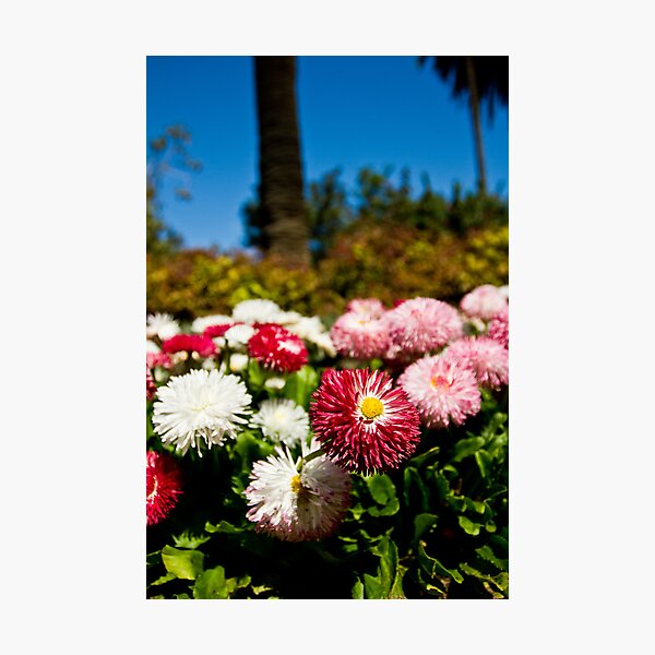Item preview, Albury Botanical Gardens 3 designed and sold by Troy Barrett.