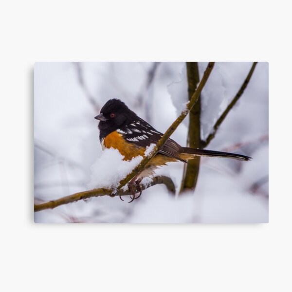 Spotted Towhee Canvas Print