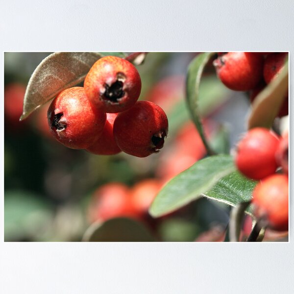 Artikelvorschau, cotoneasters...... or as some say  coton easters entworfen und verkauft von Fizzgig7.