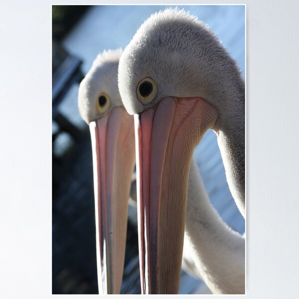 Item preview, Two Heads, Woy Woy NSW designed and sold by kojak67.