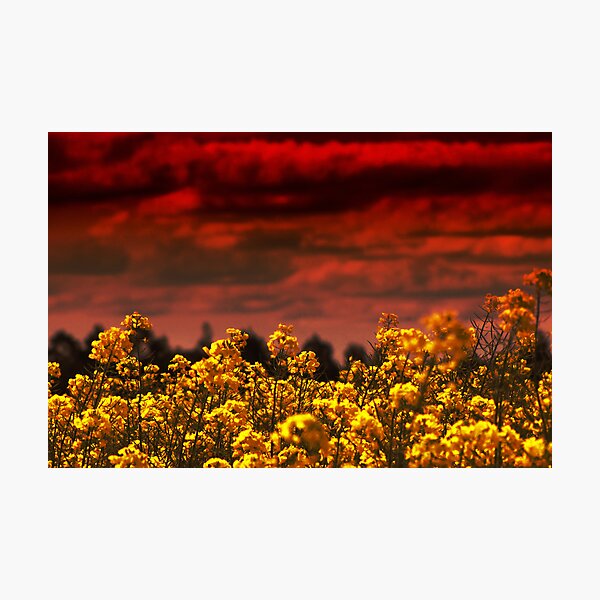 Aperçu de l'œuvre And the sky wept blood to feed the lustful earth créée et vendue par Maree Cardinale.
