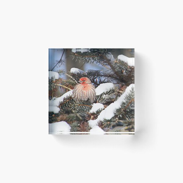 Item preview, Brrrr, it's Cold Up Here! designed and sold by Claude Johnson.