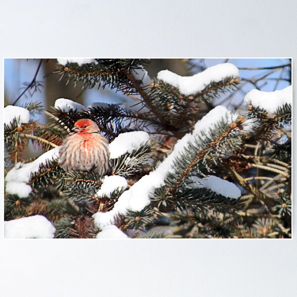 Item preview, Brrrr, it's Cold Up Here! designed and sold by Claude Johnson.