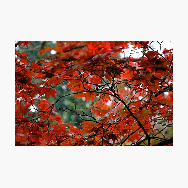 Item preview, Red Leaves on a Fall Morning designed and sold by Anthony M. Davis.