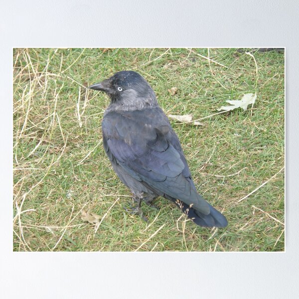 Item preview, Western Jackdaw with a Beady Eye Photograph designed and sold by naturegallery.