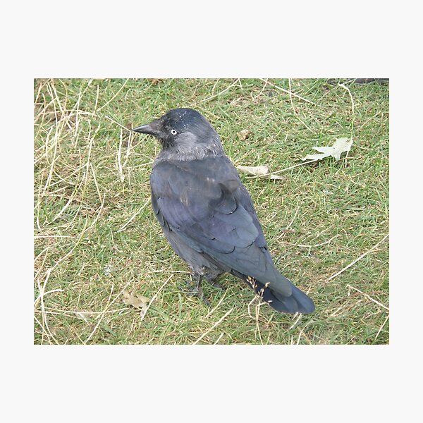 Item preview, Western Jackdaw with a Beady Eye Photograph designed and sold by naturegallery.