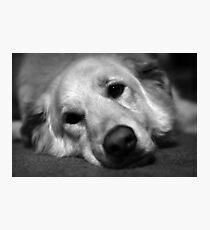 Max Photographic Print