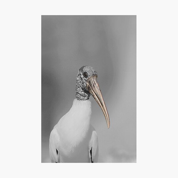 Standing Stalk Photographic Print