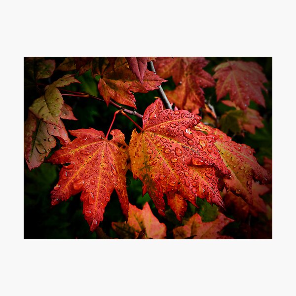 Aperçu de l'œuvre ETATS-UNIS.
* Impression encadrée *
! http: //ih1.redbubble.net/work.7818417.1.fp créée et vendue par Charles & Patricia Harkins ~ Picture Oregon.