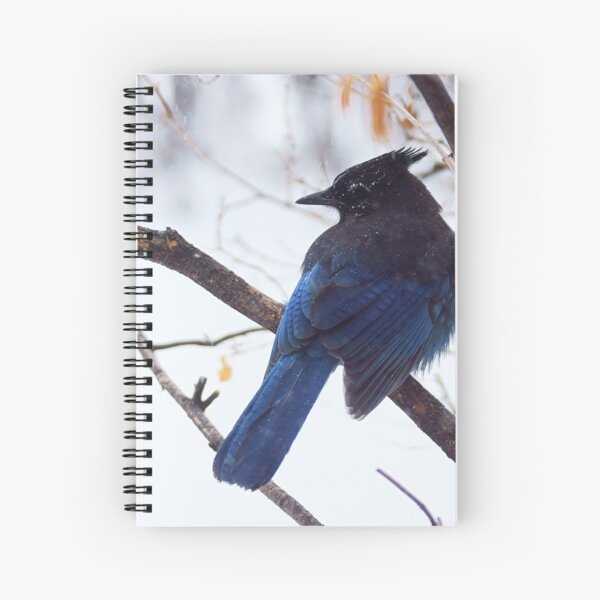 Item preview, Stellar's Jay Perched designed and sold by Vivar Photo.